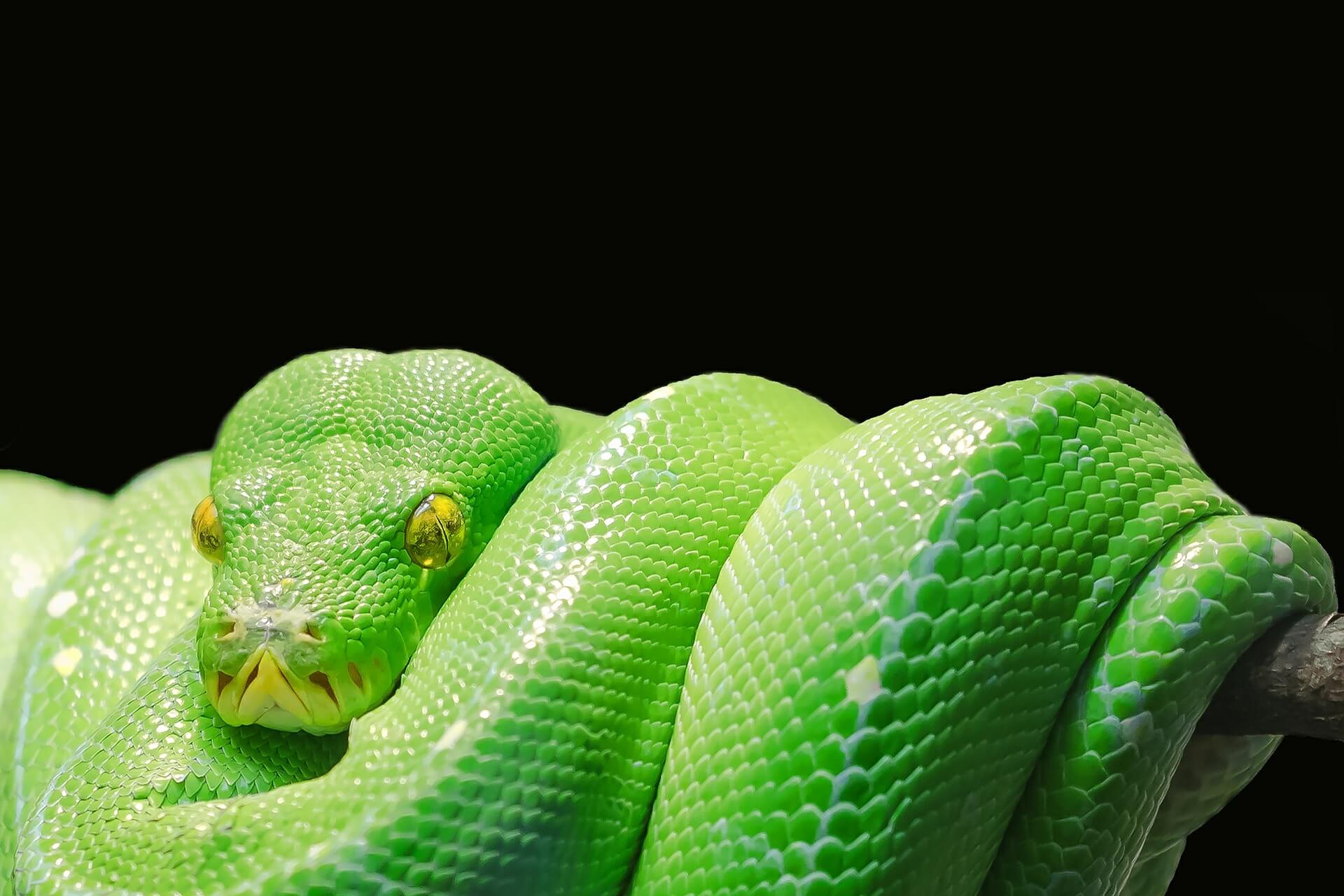 【夢占い】夢に出た蛇はどんな色だった？