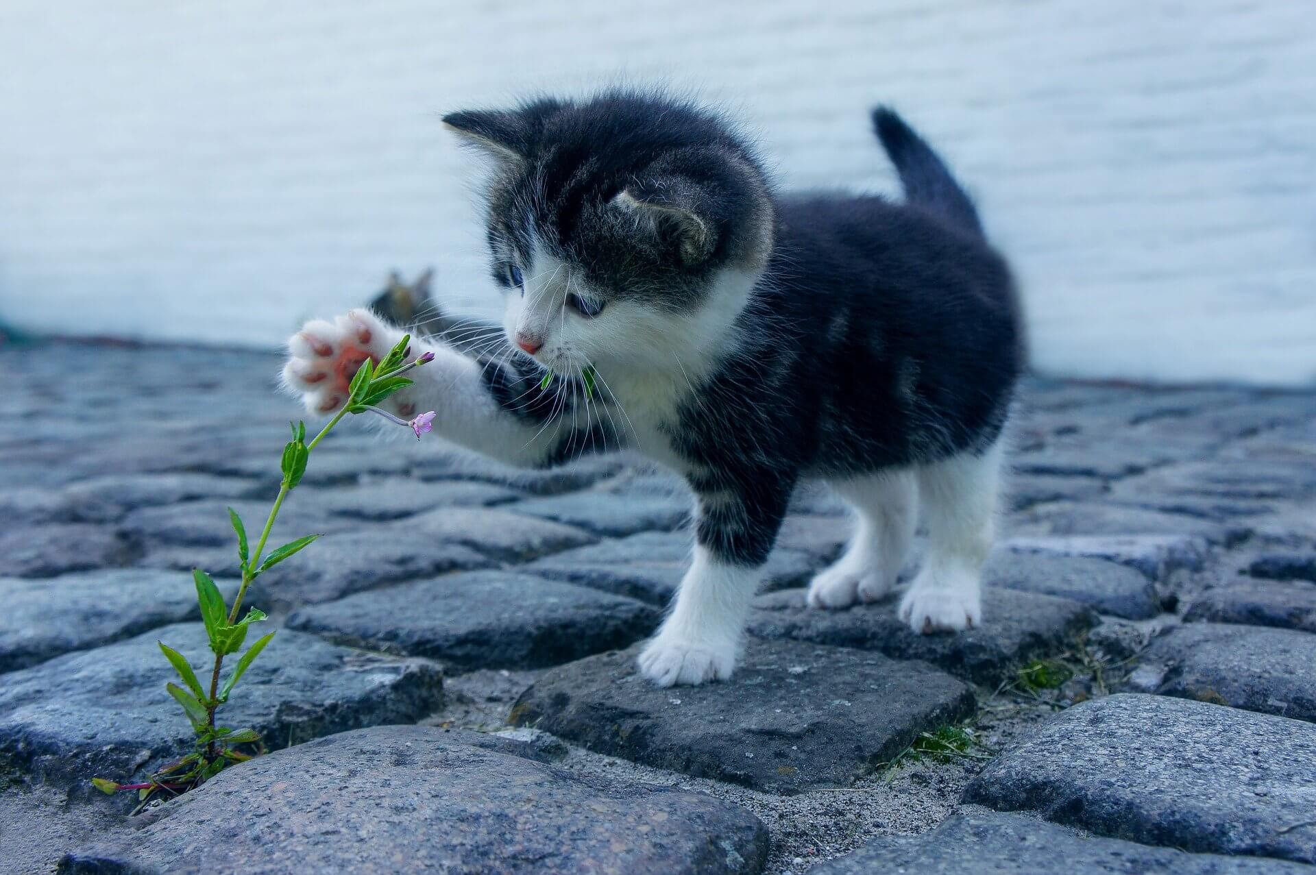 【夢占い】猫がとった行動や状況は？