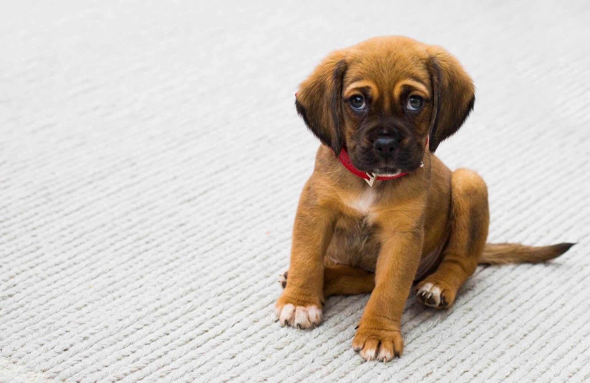 【夢占い】夢に出てきたのはどんな犬だった？