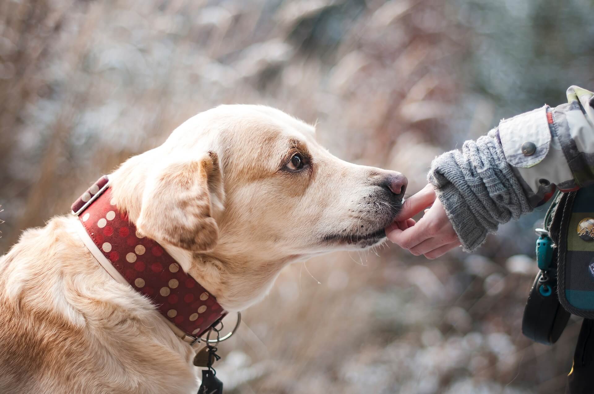 【夢占い】夢の中で犬がした行動は？